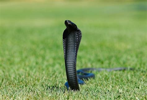 melanistic animals | Black King Cobra Snake | Melanistic animals, Beautiful snakes, Snake wallpaper