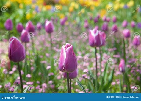 Purple Tulips in a Flower Garden Stock Photo - Image of beautiful, tulips: 78279608