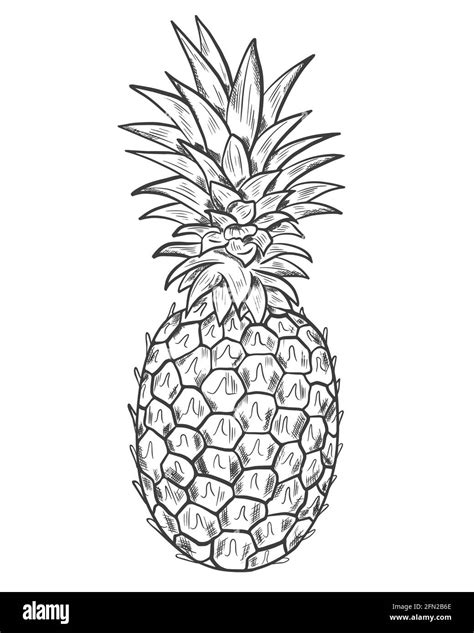 One line drawing fruits hi-res stock photography and images - Alamy