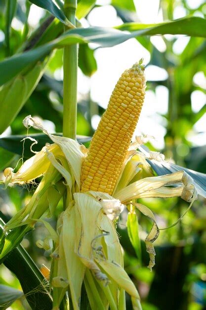 Premium Photo | Yellow corn in green leaves on a farm field