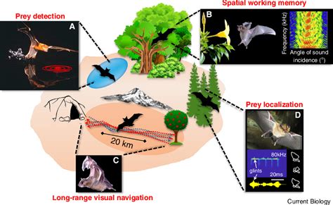 Figure 1 from Neuroethology of bat navigation | Semantic Scholar