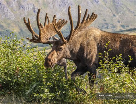 Bull Moose with antlers in velvet at wild nature — background, trees ...