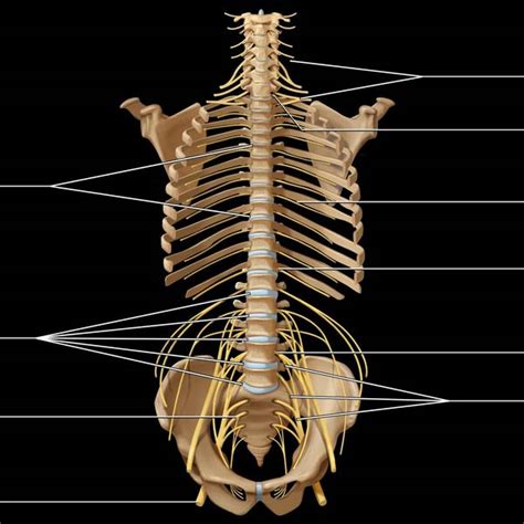 Normal Anatomy | Radiology Key