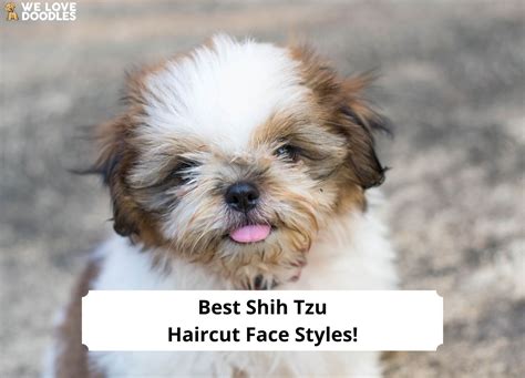 8 Best Shih Tzu Haircut Face Styles + How to Groom Their Face! (2024) - We Love Doodles