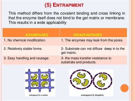 Enzyme Immobilization_ 2