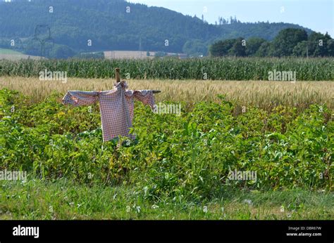 Scarecrow guarding potato and wheat field against birds Stock Photo - Alamy