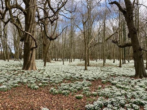 Berkshire Snowdrop Walk at Welford Park - Red Kite Days