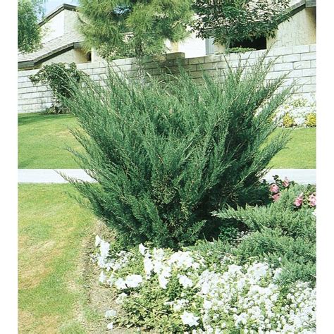 3-Gallon Sea Green Juniper Accent Shrub in Pot (L3045) in the Shrubs department at Lowes.com