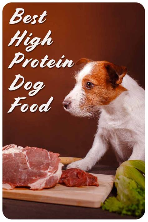 Best High Protein Dog Food To Enrich Your Pet's Diet | High protein dog ...