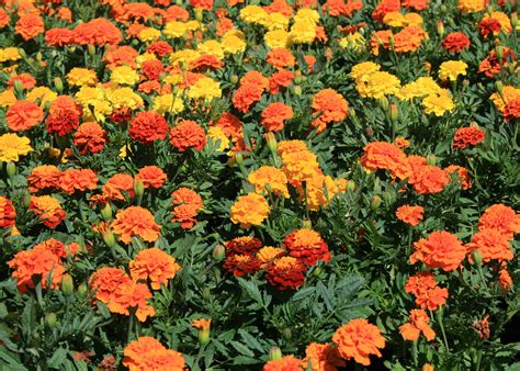 Unappreciated marigolds are dependable, colorful | Mississippi State ...