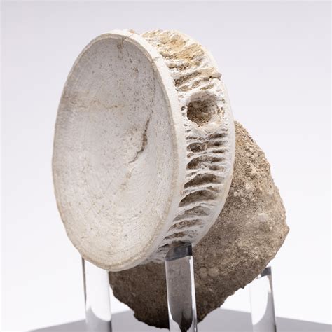 Fossil Otodus Obliquus Shark Vertebrae // VTB1-2 - Pietra Gallery - Touch of Modern