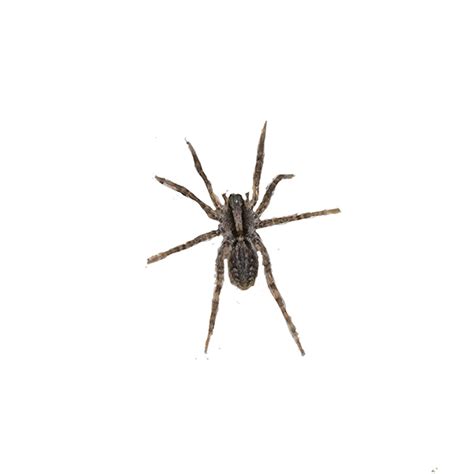 Grass Spider Identification, Habits & Behavior | New Mexico Pest Control