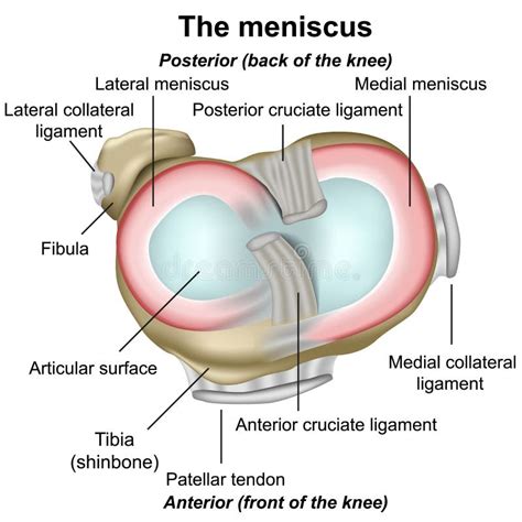 Meniscus Knee Anatomy Medical Vector Illustration Isolated on White ...