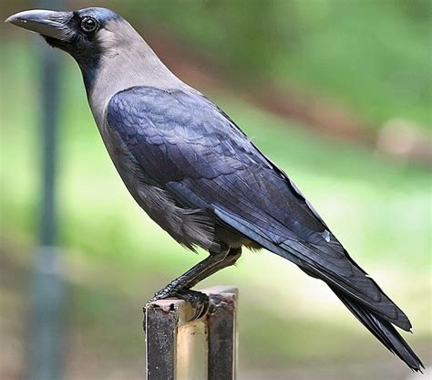 Indian House Crow (Corvus Splendens) | Crow bird, Crow, Bird species