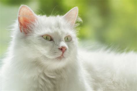 Are Turkish Angora Cats Hypoallergenic? A Deep Dive