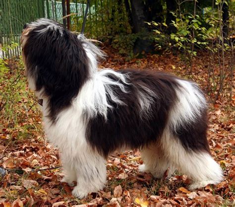 Polish Lowland Sheepdog - Puppies, Facts, Profile, Pictures | Animals Adda