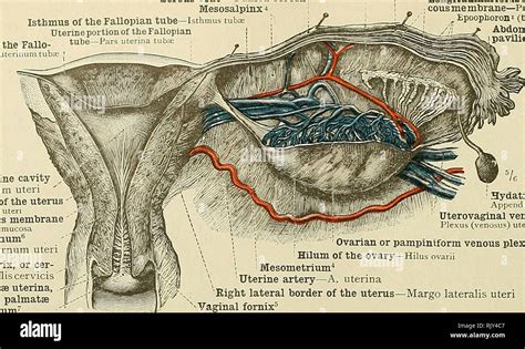 . An atlas of human anatomy for students and physicians. Anatomy. 512 ...