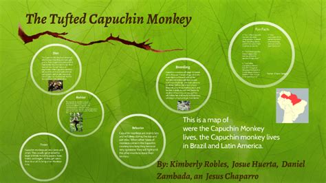 The Tufted Capuchin Monkey by Kimberly Robles on Prezi