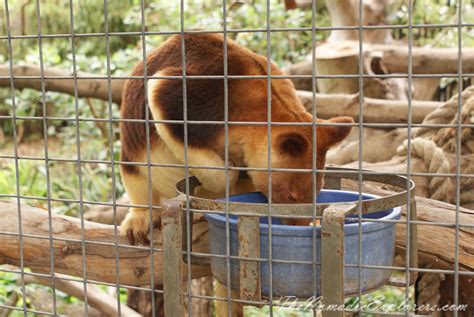 Adelaide Zoo | The Nomadic Explorers | Australian Travel Blog