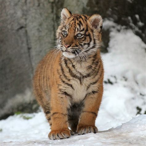 Tiger Cub in the Snow