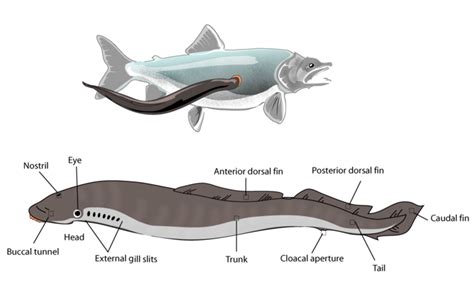 Lampreys: Sea Lamprey & Freshwater Lamprey Facts, Species, & Pictures ...