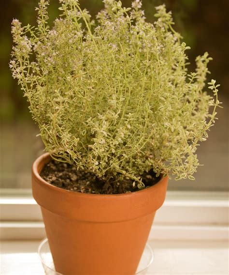 How to grow thyme indoors – expert tips for flourishing herbs in a sunny window