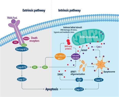 What is the difference between necrosis and apoptosis? | Proteintech Group