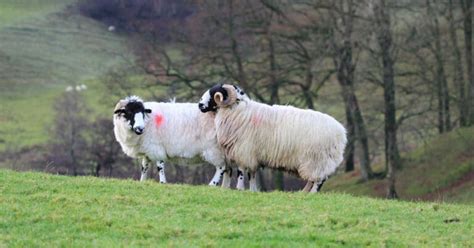 Breeding Sheep (a guide to sheep mating & reproduction)