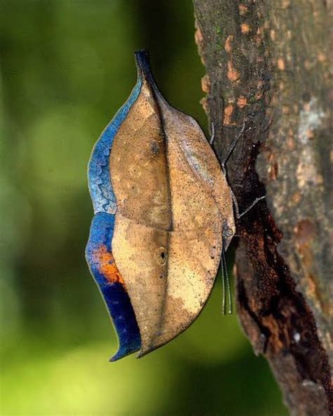 Dead leaf butterfly | Interesting facts | Love nature