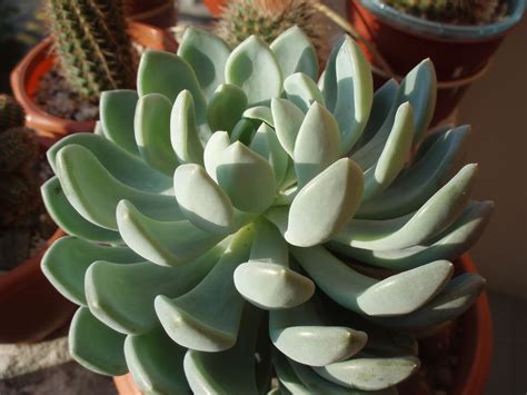 Balcony Cactus & Succulent : Echeveria elegans 'gray red'