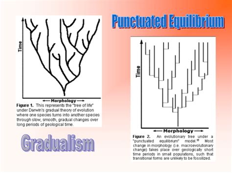 Gradualism-Punctuated Equilibrium