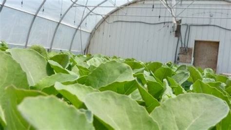 Brookfield Gardens gets government funding for cool(ing) technology | CBC News