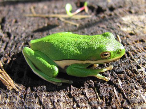 Brotăcelul verde (Hyla cinerea) își schimbă coloritul corpului ...