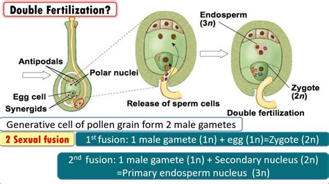 Why is fertilization in an Angiosperm referred to as Double Fertilization? Mention the Ploidy of ...