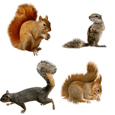 Animals transparent PNG images - Page5 - StickPNG