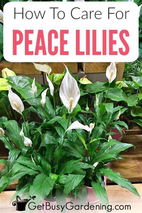 Peace Lily Plant Care Guide: How To Grow A Peace Lily | Lily plant care, Peace lily plant care ...