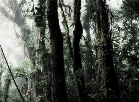 The vital importance of cloud forests - The Living Rainforest