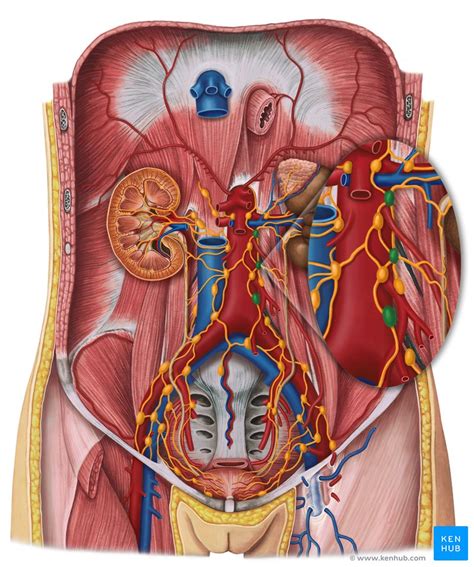 Para Aortic Lymph Nodes Normal Size