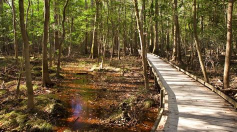 Congaree National Park Tours - Book Now | Expedia