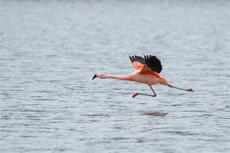 Chilean Flamingo | Sean Crane Photography