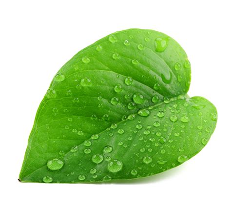 Leaf PNG Transparent Images - PNG All