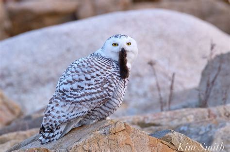 Snowy Owl grooming | Kim Smith Films