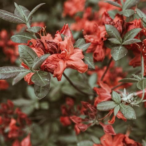 Premium Photo | Closeup of beautiful red rhododendron flowers bloom bush