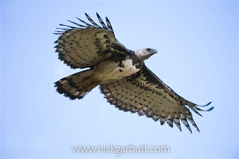 Harpy Eagle in flight | Nick Garbutt