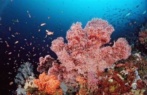 Colorful coral reef, Indian Ocean, Indonesia, Southeast Asia - Down...