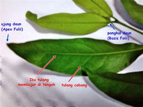 BluePHarma : [BOTANI] Morfologi Daun