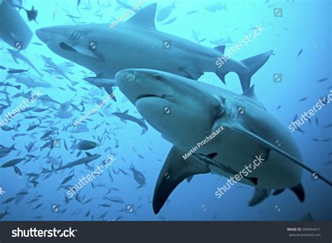 112 Bull shark attack Stock Photos, Images & Photography | Shutterstock