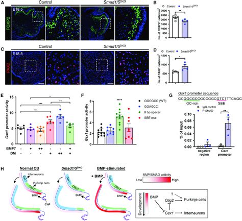 Generation of Different GABAergic Neurons in Correct Proportion Depends ...