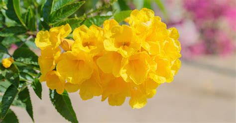 Yellow Bells Growing & Care Guide - The Garden Magazine