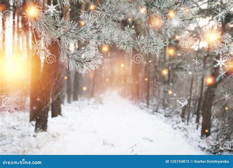 Christmas Background. Winter Forest with Glowing Snowflakes. Christmas Forest with Snowy Road ...